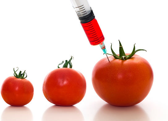 GMO Tomato