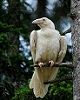 White Raven